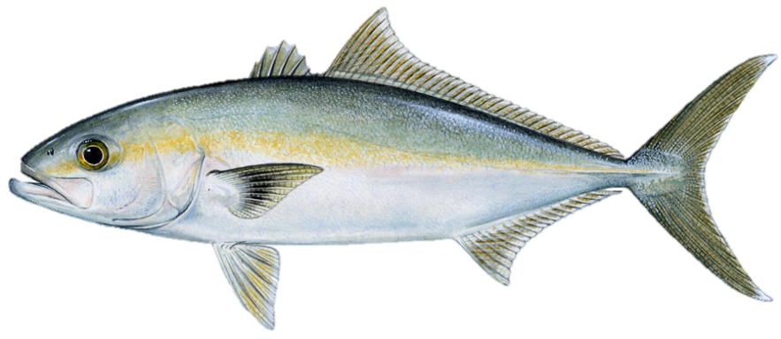 Rudderfish, Banded | Gulf Council