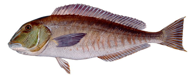 Tilefish, Blueline | Gulf Council